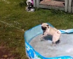 (VIDEO) Pug Runs Around Outside and Has Fun in a Play Pool. When He Sees the Hose Filling it Up? Hilarious!