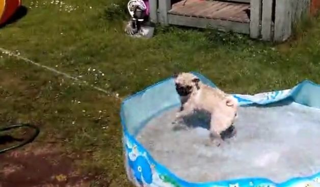 pug having fun in the pool