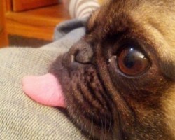 10 Realities New Pug Owners Must Learn to Accept