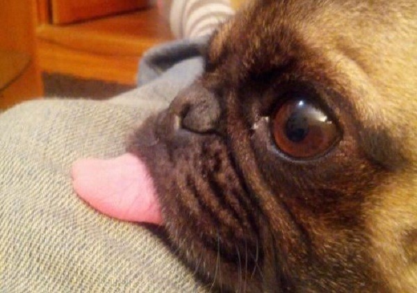 pug licking the sofa featured