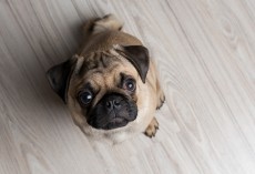 3 Vital Commands That Could Save Your Dog’s Life