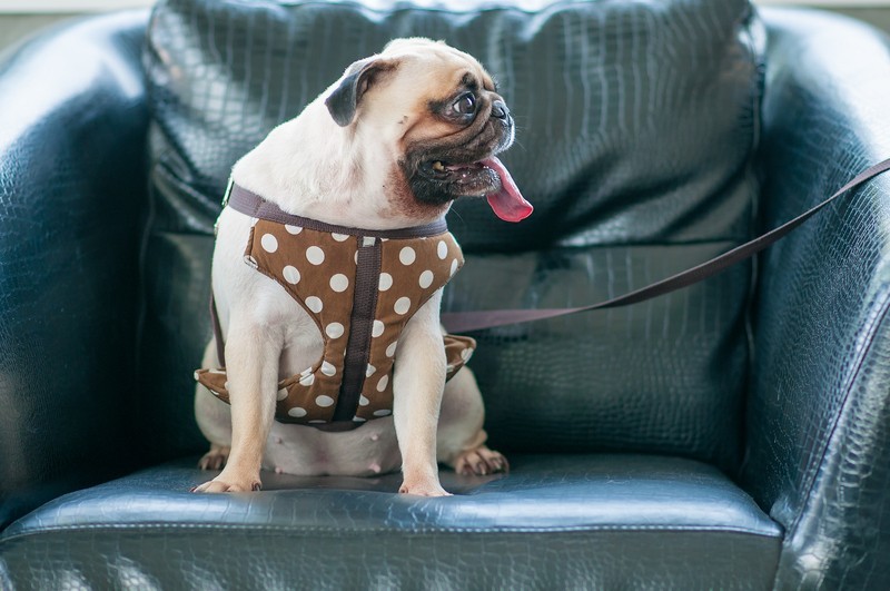 pug on a sofa in a harness