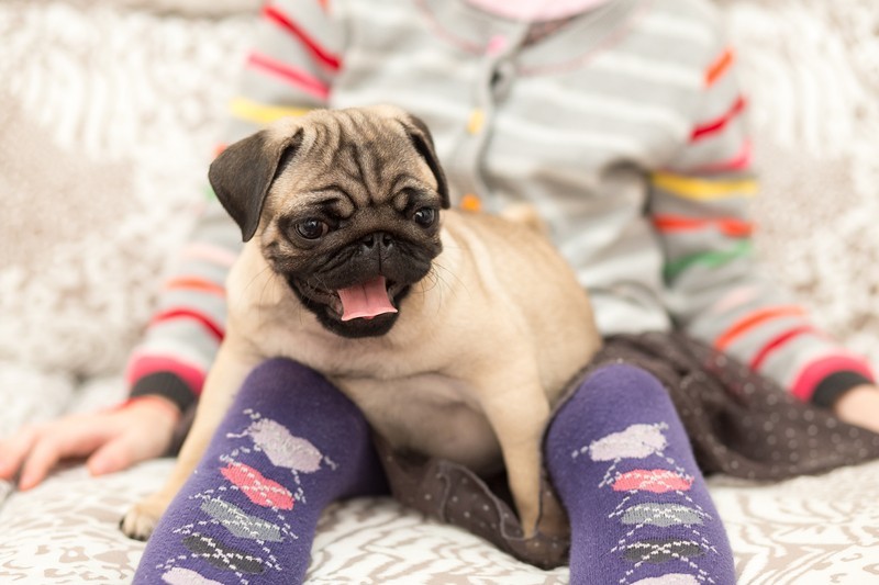 pug playing with a girl