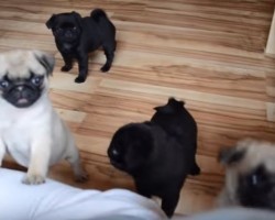 (VIDEO) These Adorable Golden Pug Puppies Will Put a HUGE Smile on Your Face