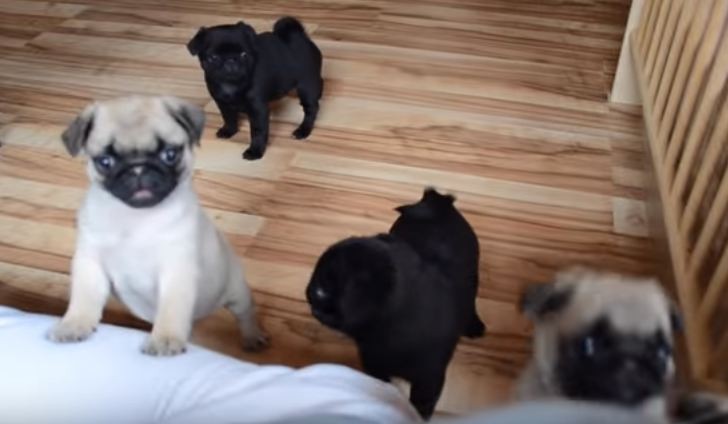 pug puppies looking up