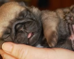 (VIDEO) How This Tiny Pug Puppy is on Camera is Absolutely Mesmerizing