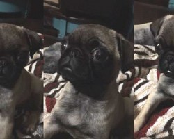 (VIDEO) Zoey the Pug Can’t Get Over Her Hiccups. Watch How She Masters the Art of Hiccuping Instead!