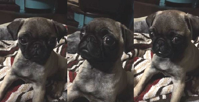 pug puppy hiccups