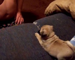 (VIDEO) Pug Puppy is Playing With Her Dad. Now Wait Until the Very End…