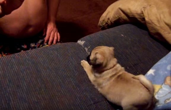 pug puppy playing on the couch
