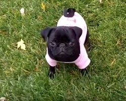 (VIDEO) This Pug Puppy is NOT Very Happy and Voices Her Complaints. The Reason Why? So Cute!