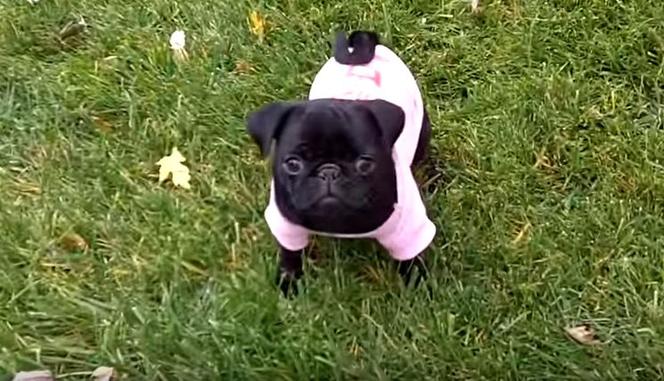 pug puppy wants over the fence