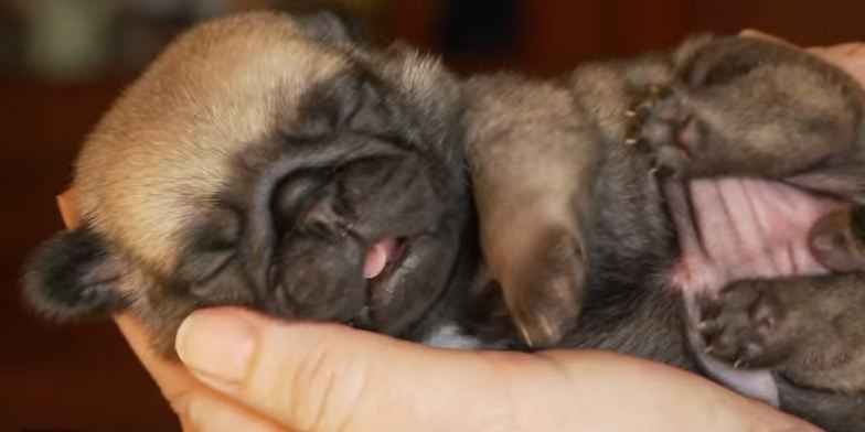 pug puppy