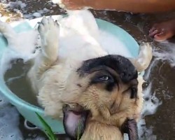 (VIDEO) Pug is Getting the Ultimate Scrub Down From Mom. How He Responds? Now This You HAVE to See!