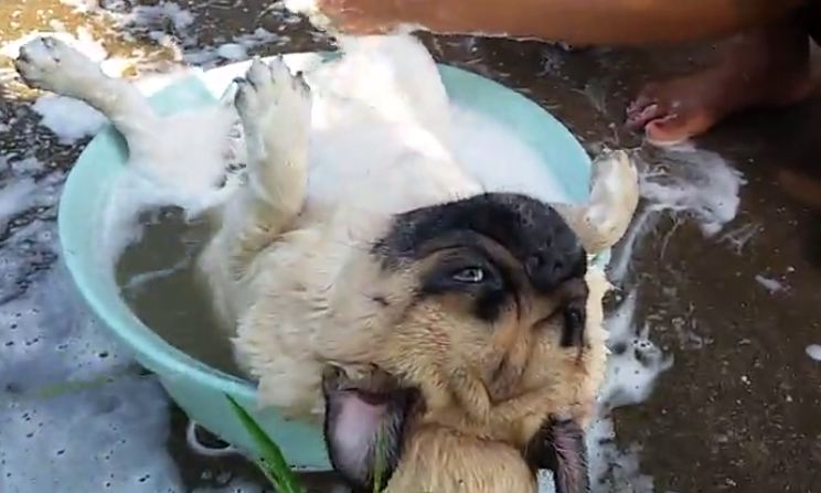 pug scrub down