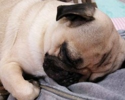 Ten Realities New Pug Owners Must Learn to Accept