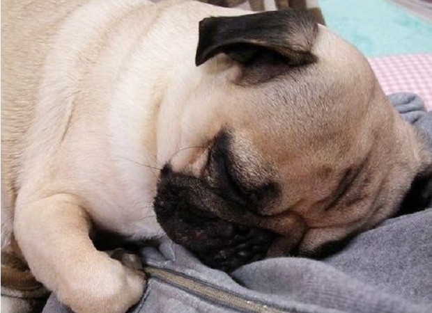 pug sleeping on dad