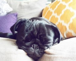 10 Realities New Pug Owners Must Learn to Embrace