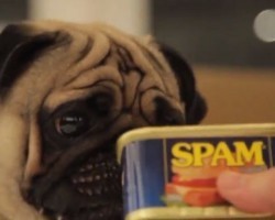 (VIDEO) Pug Connoisseur Taste Tests a Lime and Other Foods. His Reaction? Hysterical!