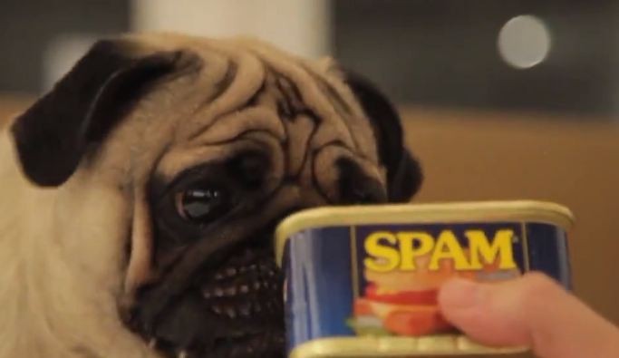 pug sniffing spam