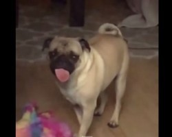 (VIDEO) Pug Wants to Go Outside, But First She Must Battle Against an Invisible Force Field! LOL!