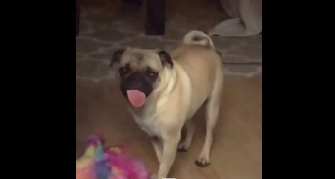 pug stuck behind glass door