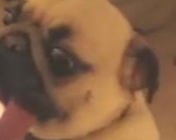(VIDEO) This Mom is Eating Something Yummy. When She Lets Her Pug Have a Taste, OMG!
