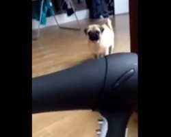 (VIDEO) Poor Baby Pug Doesn’t Stand a Chance Against One Hair-ifying Hair Dryer – Aww!