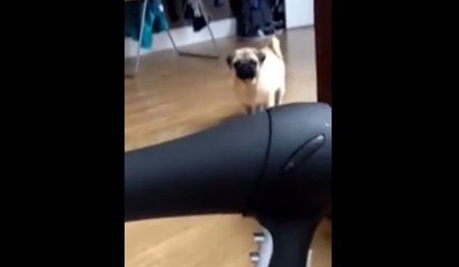 pug vs hair dryer