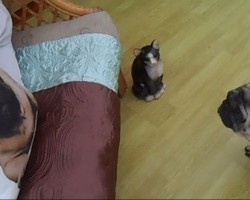 (VIDEO) Pug Freaks Out After Seeing What Appears to Be Himself… On a Pillow!