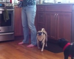 (VIDEO) Pugs Get Introduced to a Pug Dishtowel in the Kitchen. Now Watch to See How They Voice Their Dismay…
