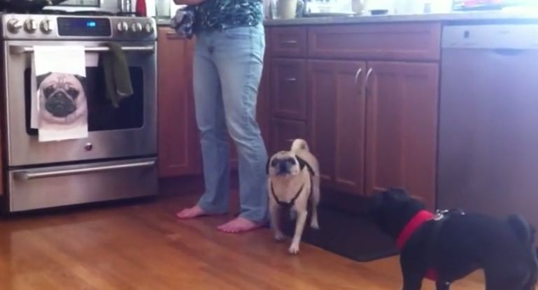 pugs vs towel