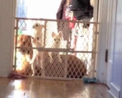 (VIDEO) This Tiny Dog Can’t See Over the Gate. What He Does to Make That Possible – Genius!