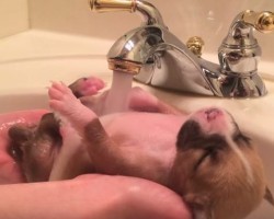 (VIDEO) This Puppy Was Rescued From a Dumpster. Watch as He Gets His First Bath.