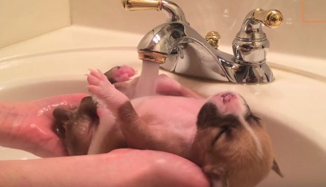 puppy getting first bath