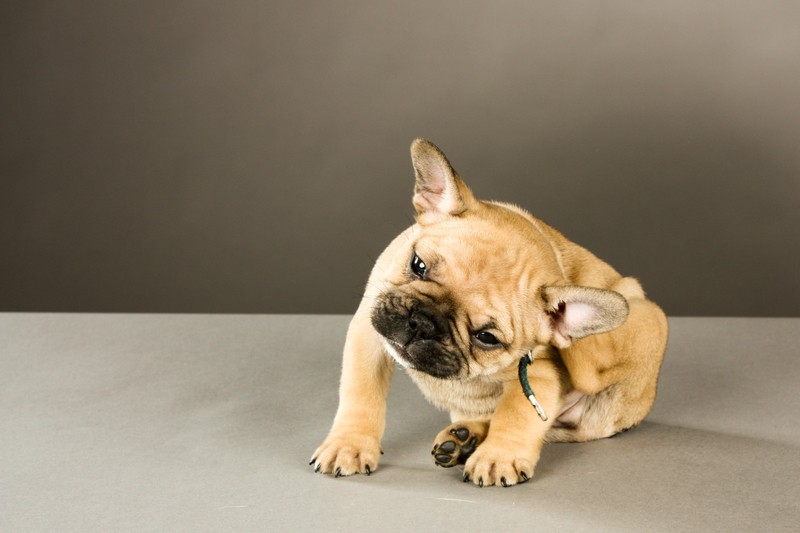 puppy scratching
