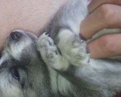 (VIDEO) Adorable Puppy is Getting Tickled Non Stop. How She Reacts? This is Too Cute for Words!