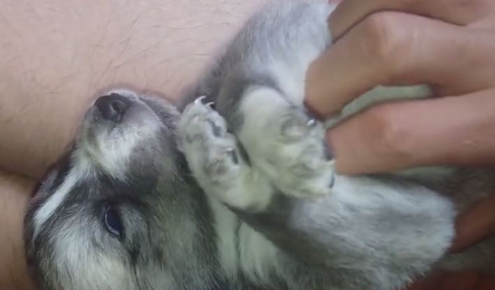 puppy tickles