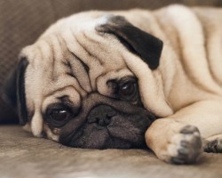 Here’s What We Need to Know About Fatty Lumps and Tumors on a Doggy