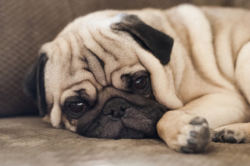 pug resting on the floor