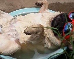 (VIDEO) This Pug Was SO Ready for Summer, So He Did Something About It – Hilarious!