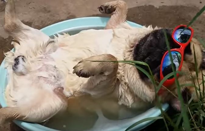 snoozing pug with sunglasses