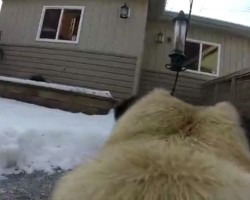 (VIDEO) A Pug is Enjoying a Nice Walk When All of a Sudden He Does This. I Can’t Stop Cracking Up!