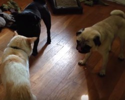 (VIDEO) It’s All Fun and Games… Until the Cat Wants to Play with Two Pugs!