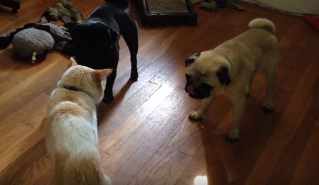 two pugs and a cat