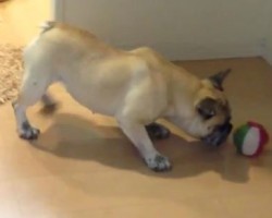 (VIDEO) Cute Pug Mix Does Not Trust His Ball. His Response? This is Too PERFECT!