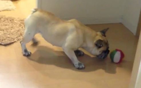pug playing with dog ball