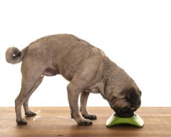 Want Your Pooch to Live a Long, Long Time? Try Adding THIS to Their Diet!