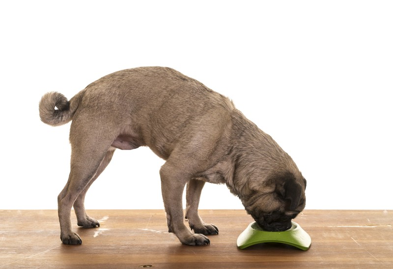 Pug eating