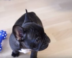 (VIDEO) 8-Week-Old Frenchie is Killing Us With the Cute Factor. Adorable!